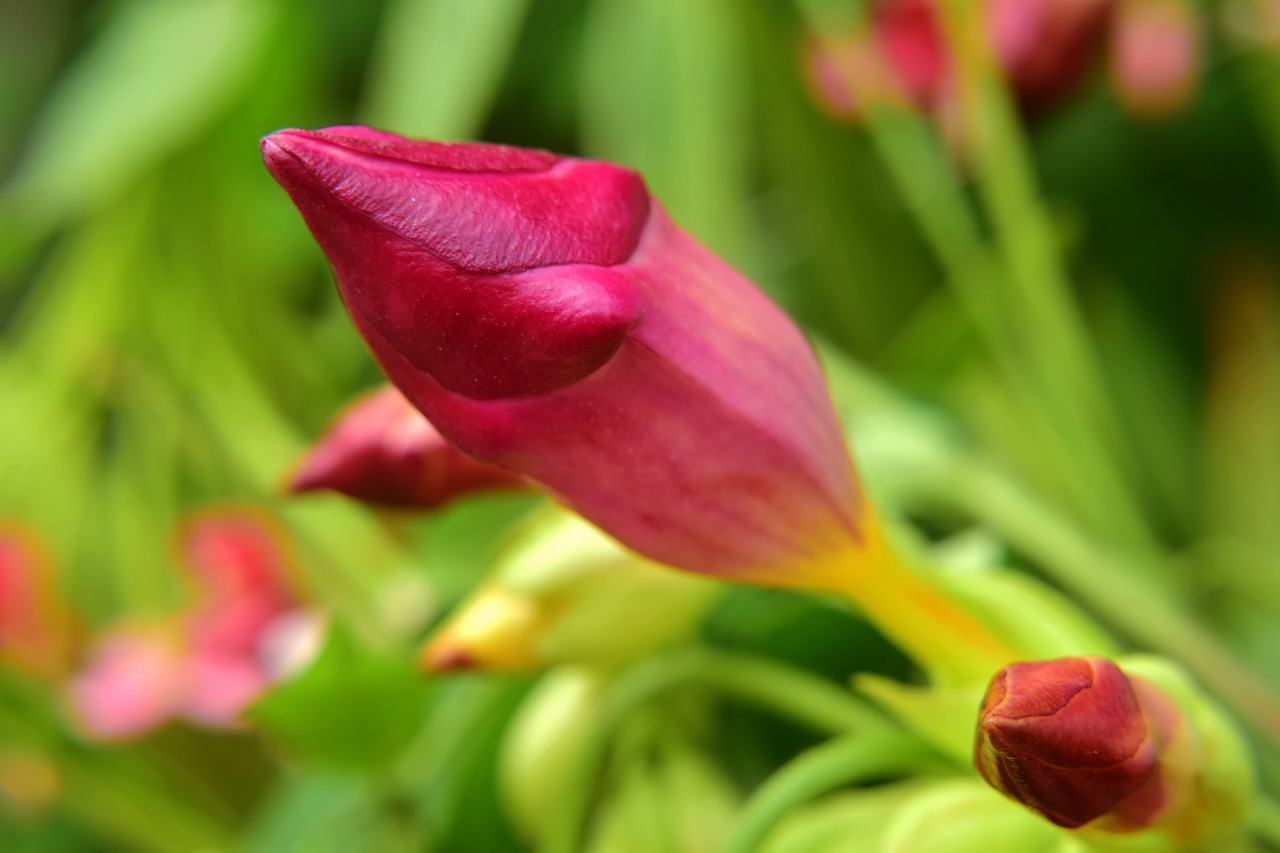 bud  red  nature free photo