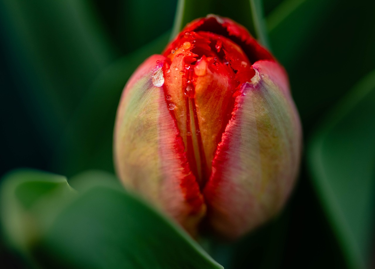 bud  tulip  spring free photo