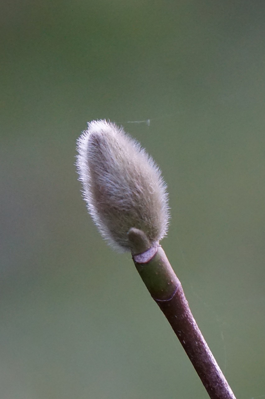 bud  nature  close up free photo