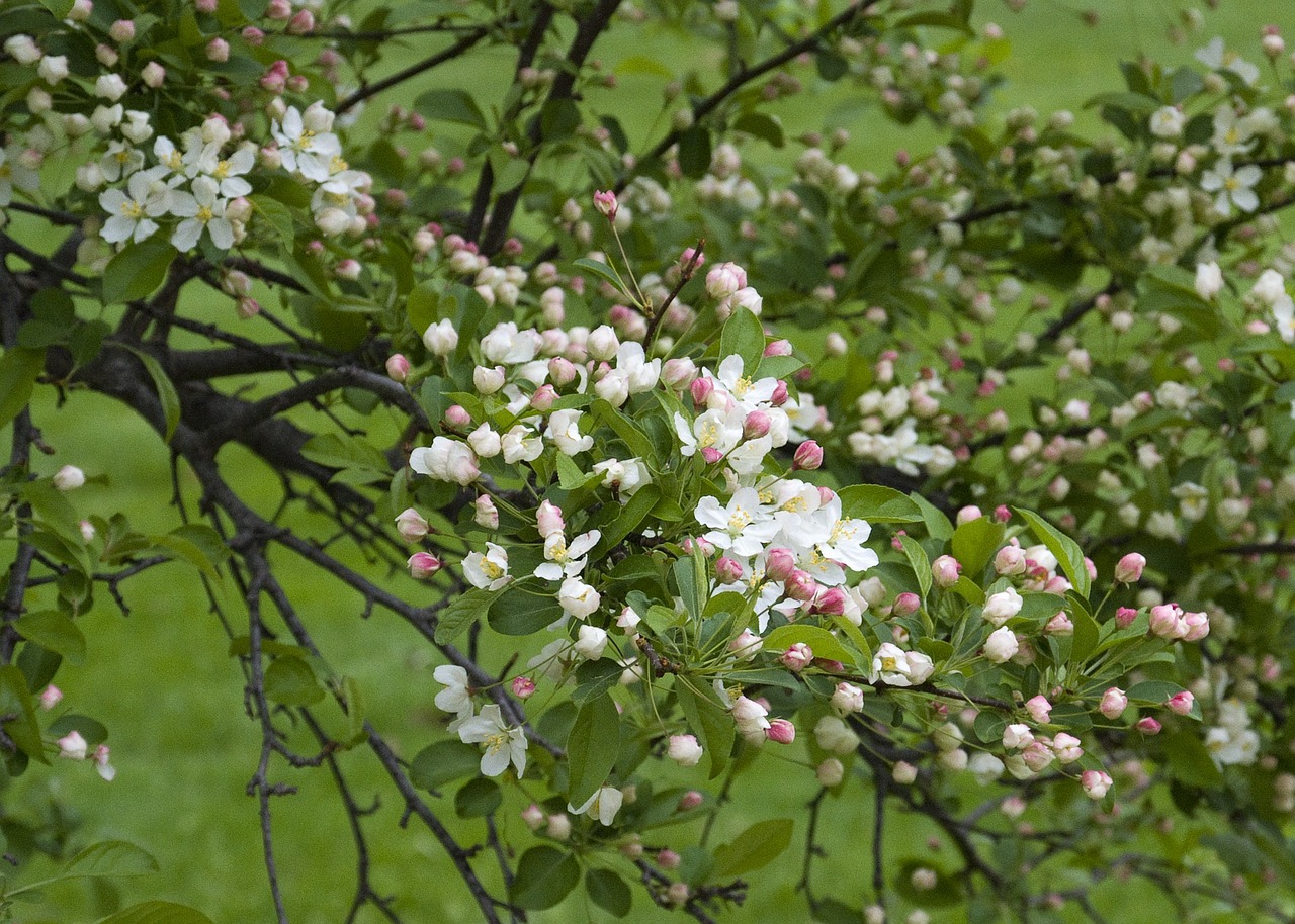 bud spring flowers free photo