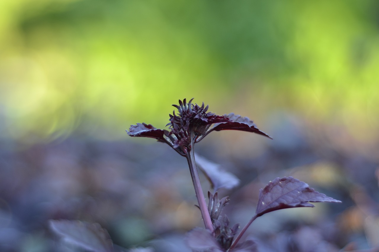 bud  purple  nature free photo