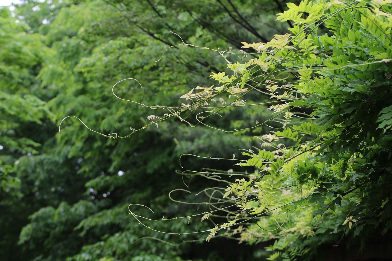 bud  rattan  nature free photo