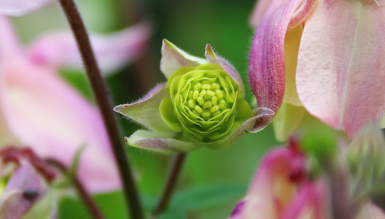 bud flower orlik free photo