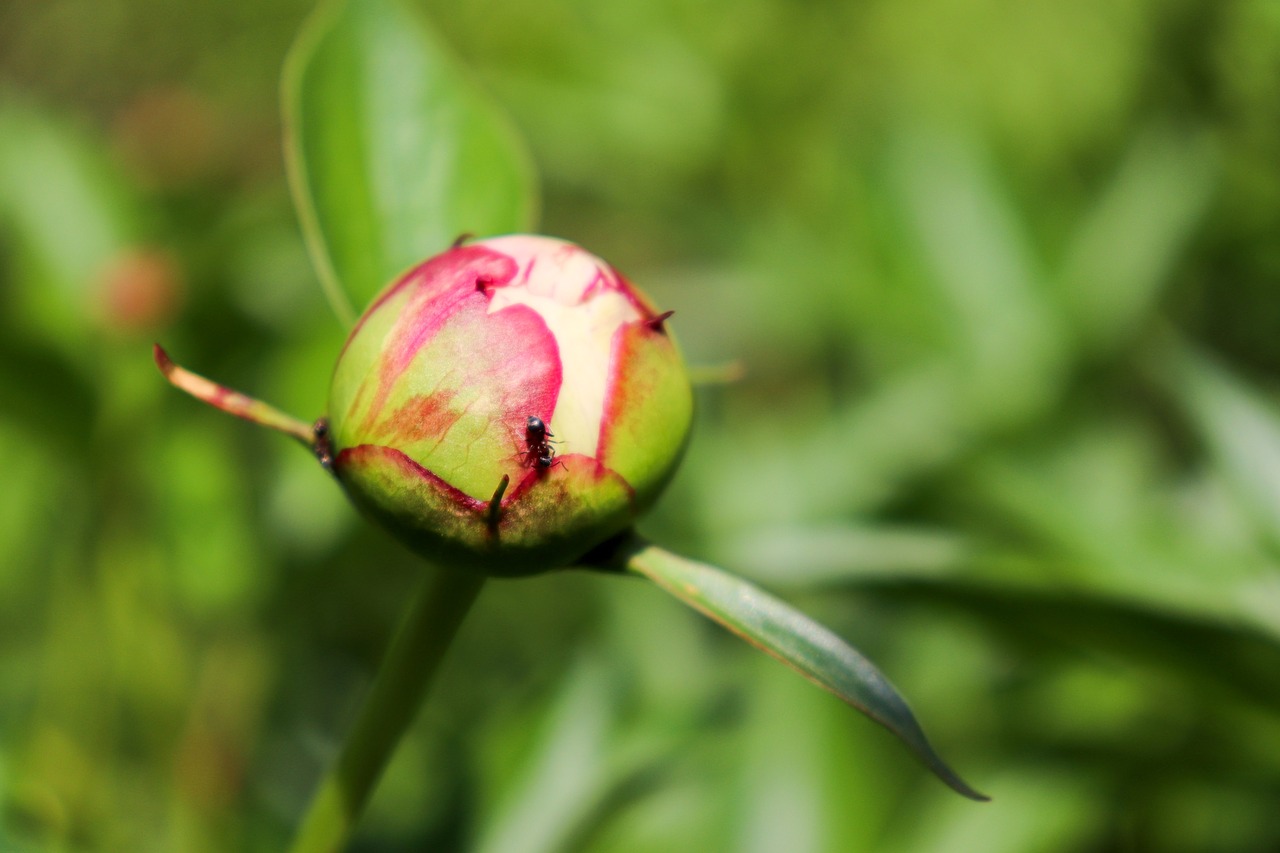 bud  ant  buds free photo