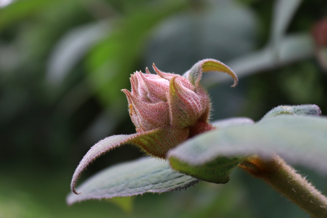 bud  blossom  bloom free photo