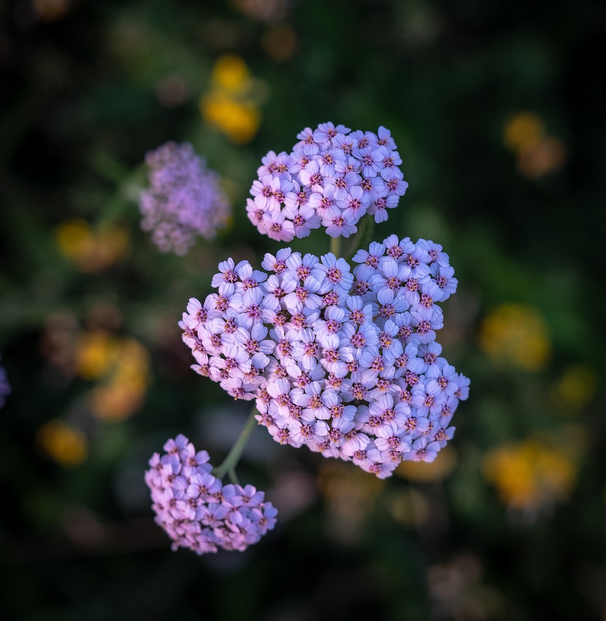 bud  bloom  flowers free photo