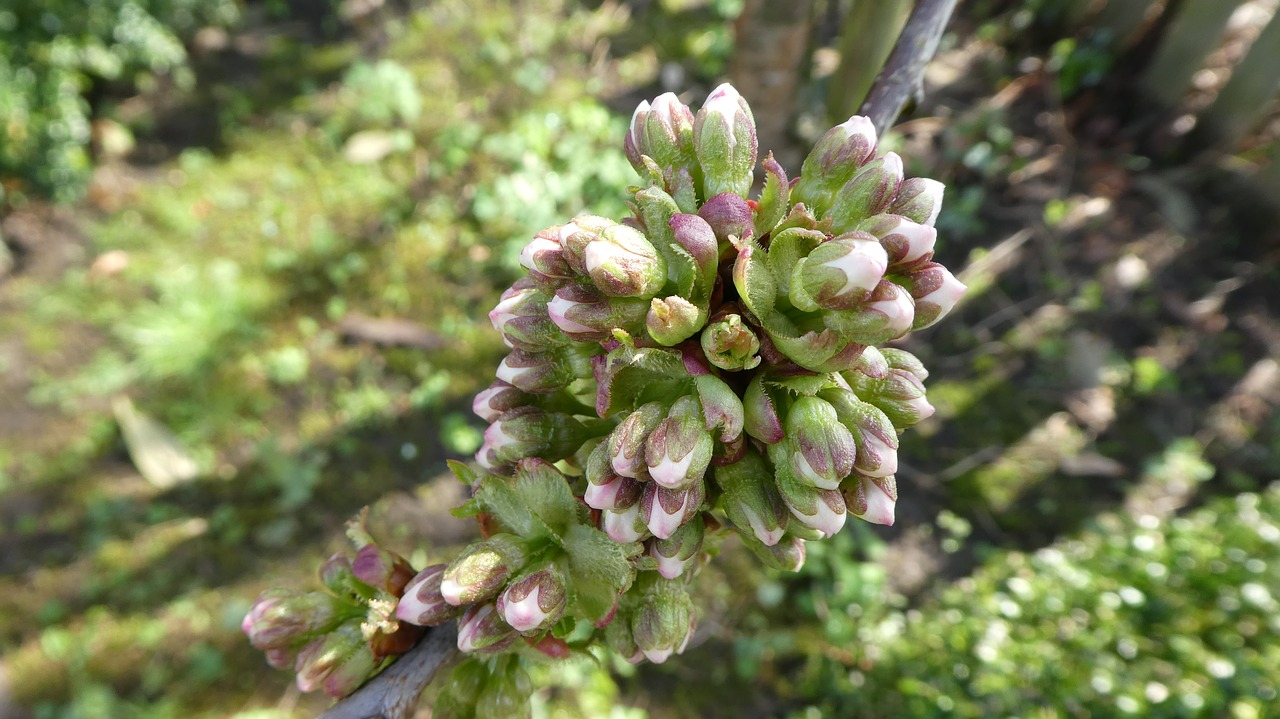 bud  cherries  spring free photo