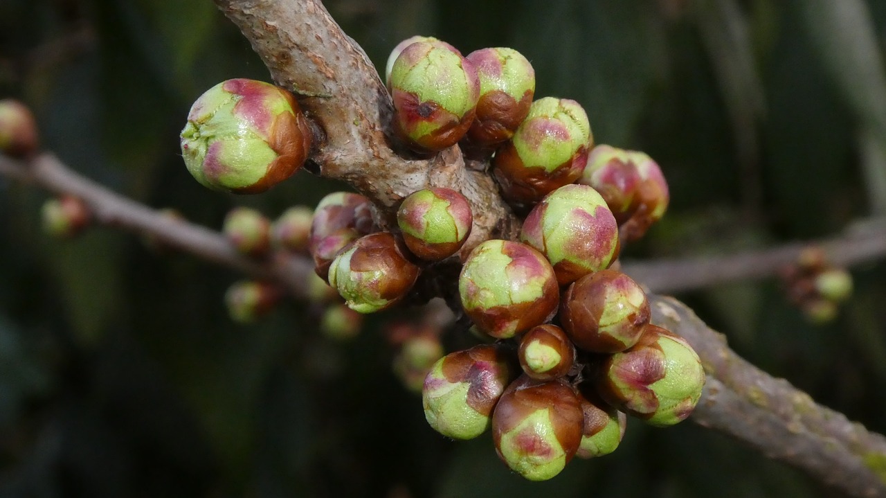 bud  cherry tree  spring free photo