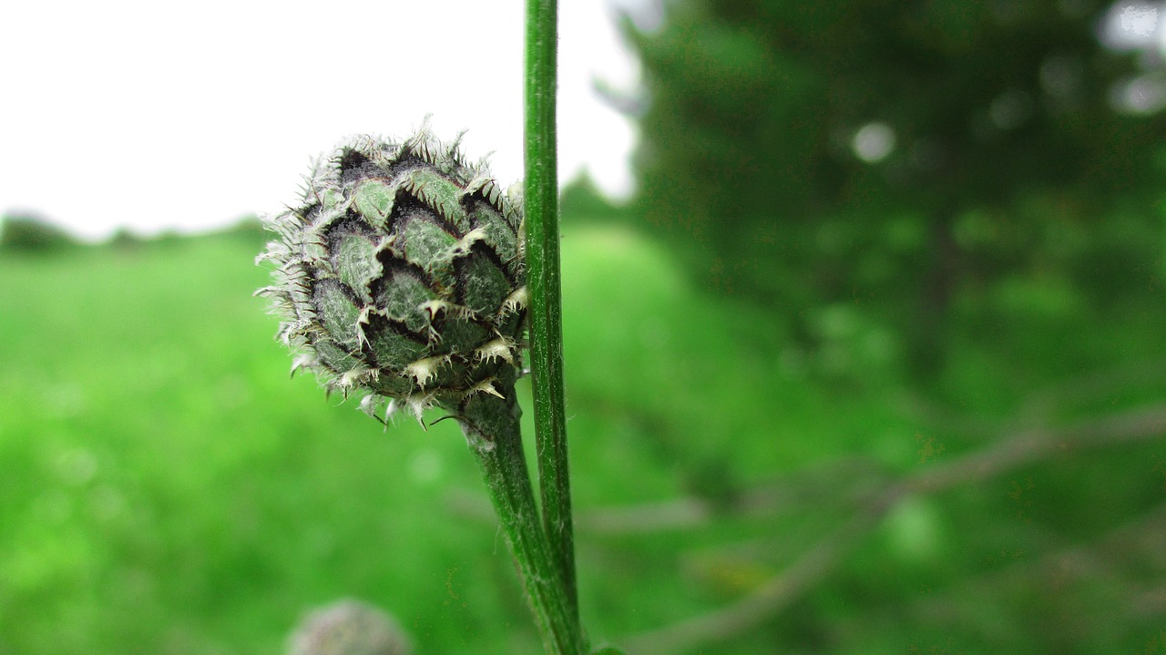 bud  flower  thistle free photo