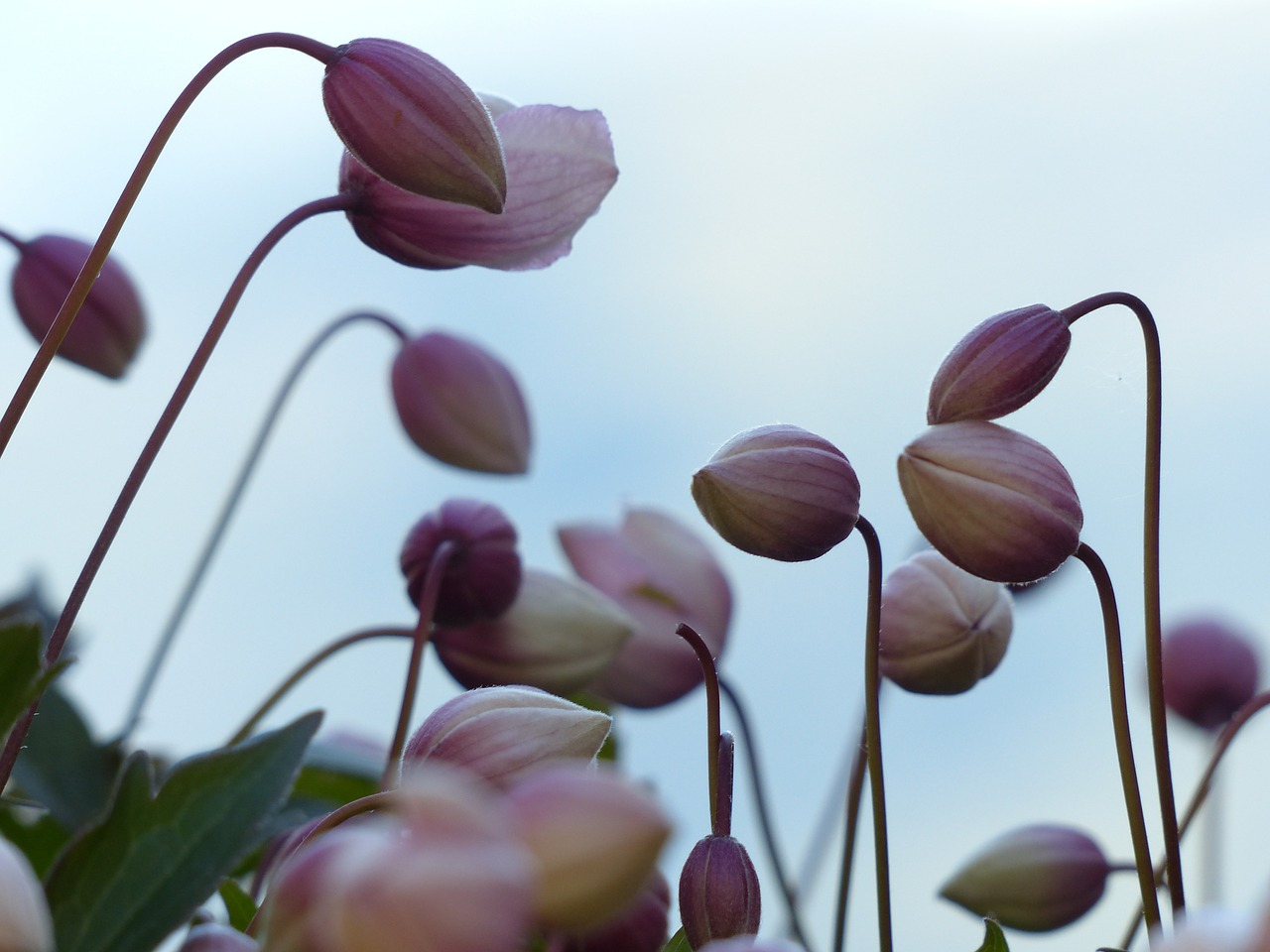 bud pink flower free photo