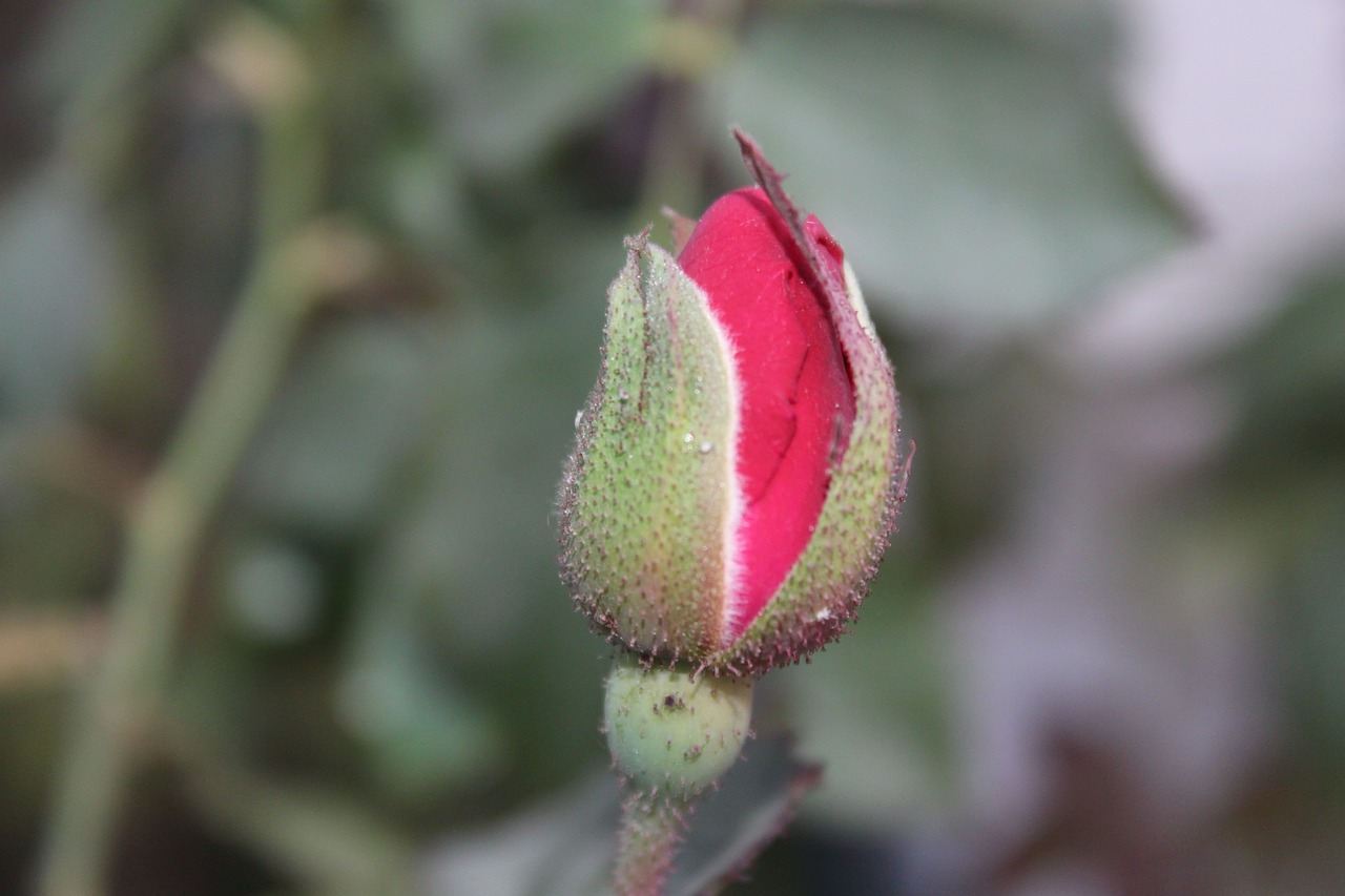 bud  blossom  rose free photo