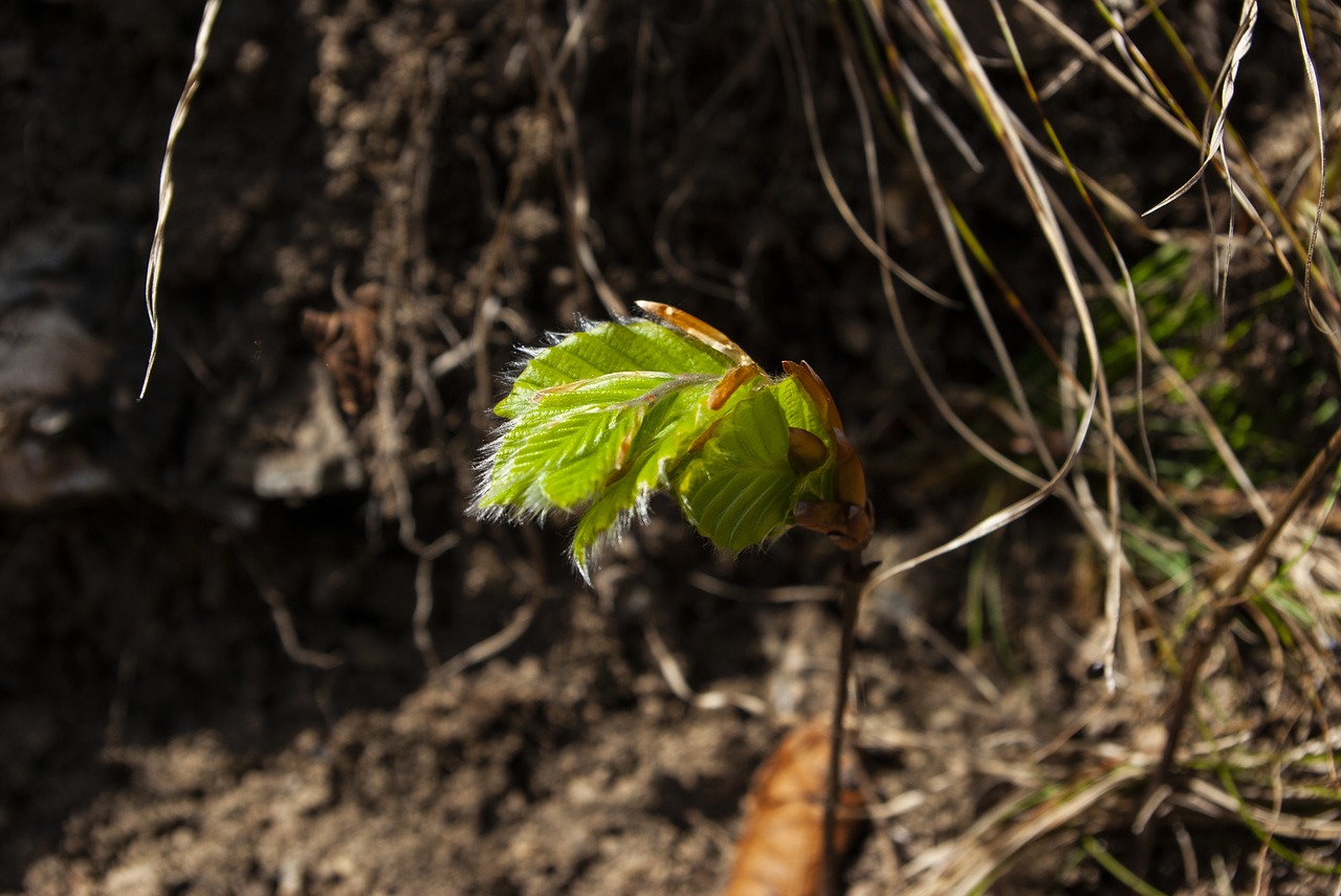 bud  at the beginning  nature free photo