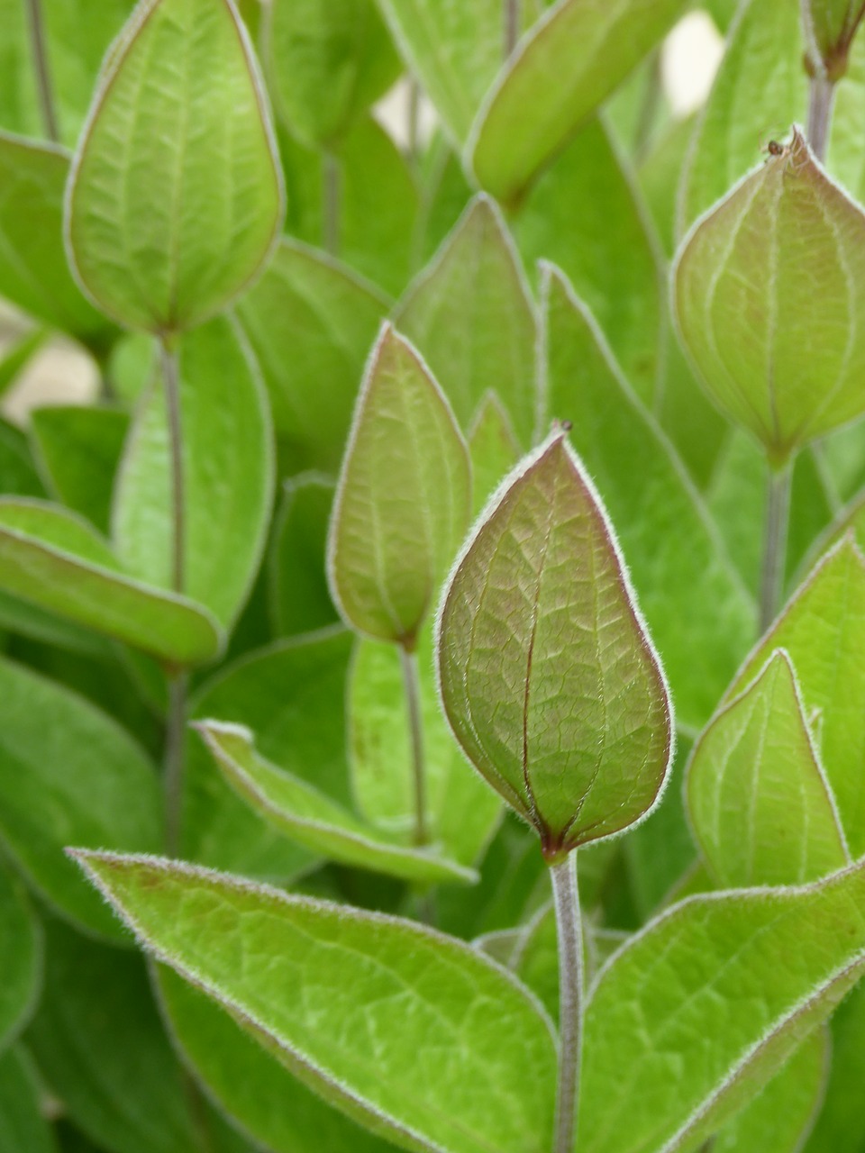 bud  clematis  plant free photo