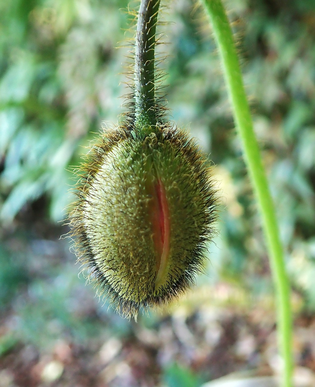 bud  poppy  flower free photo