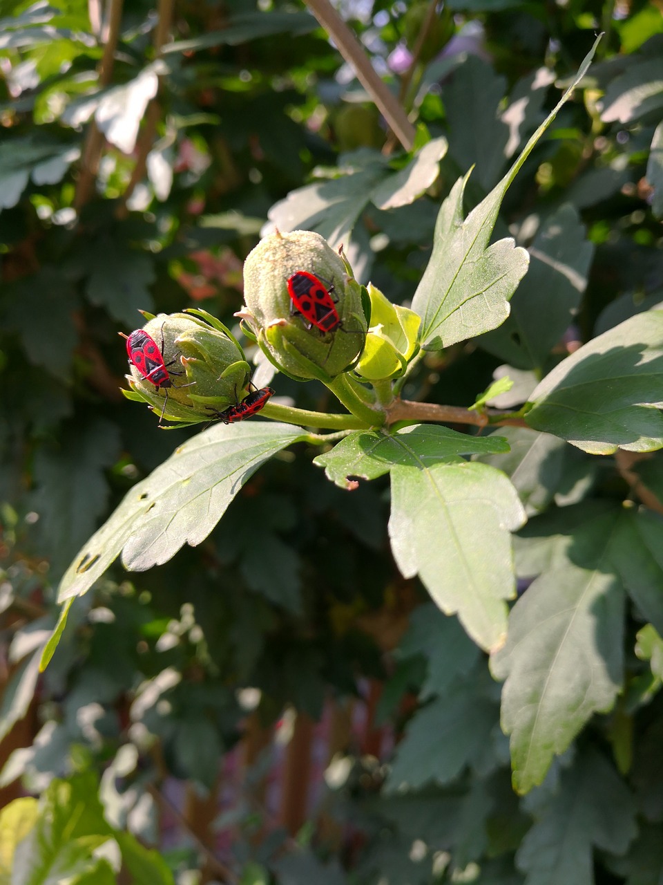 bud  beetle  red free photo