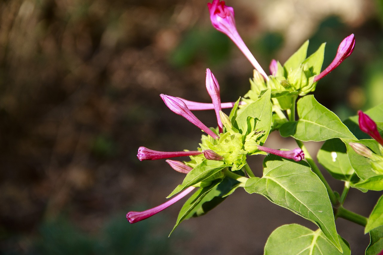 bud  flowers  summer free photo