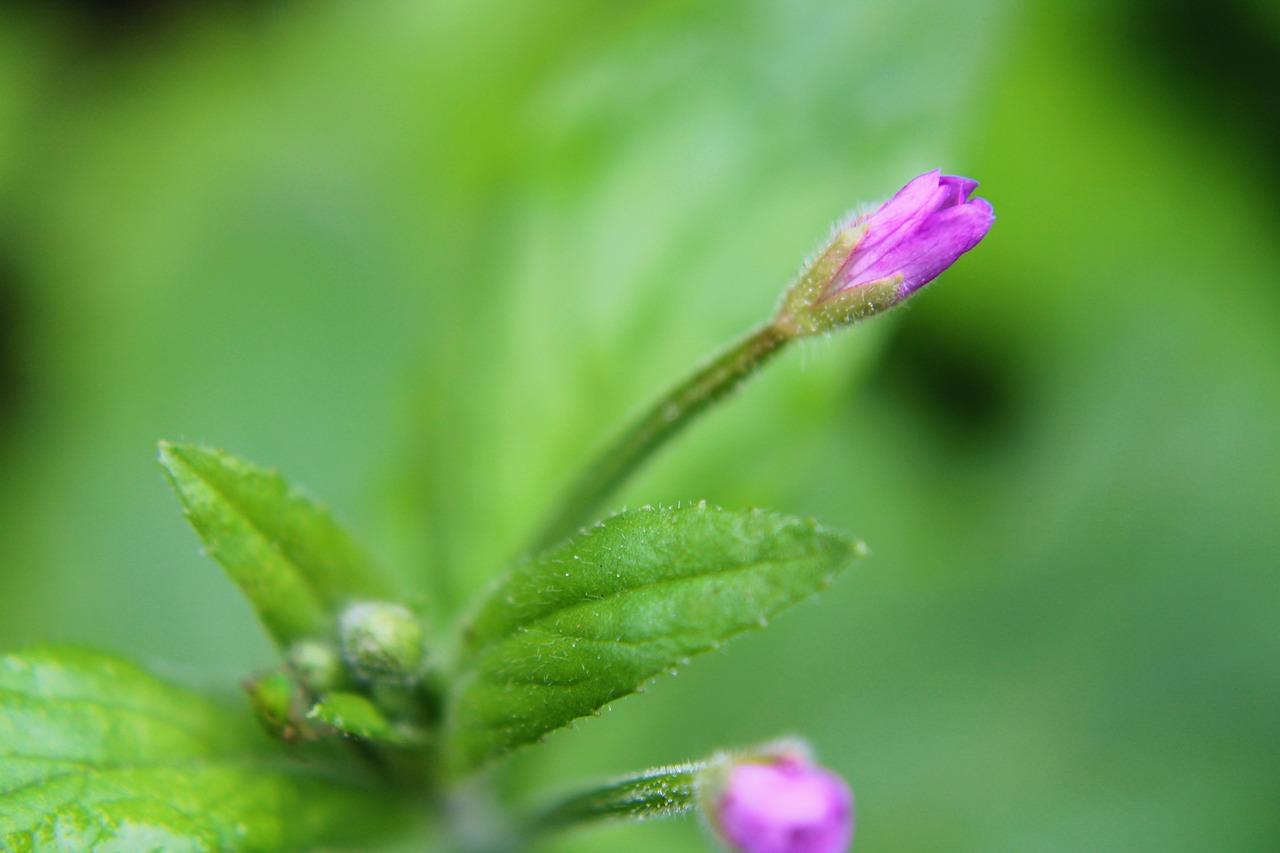 bud  plant  lilac free photo