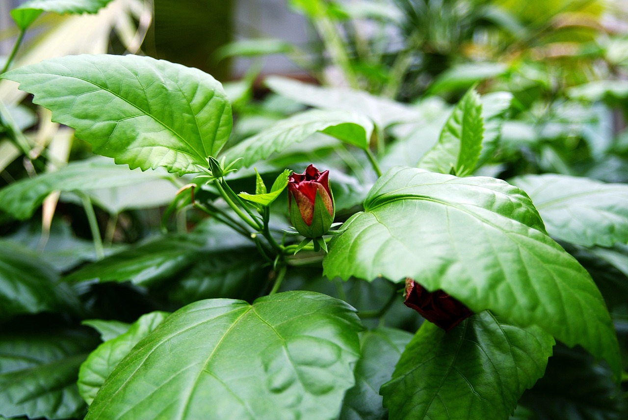 bud flower plant free photo