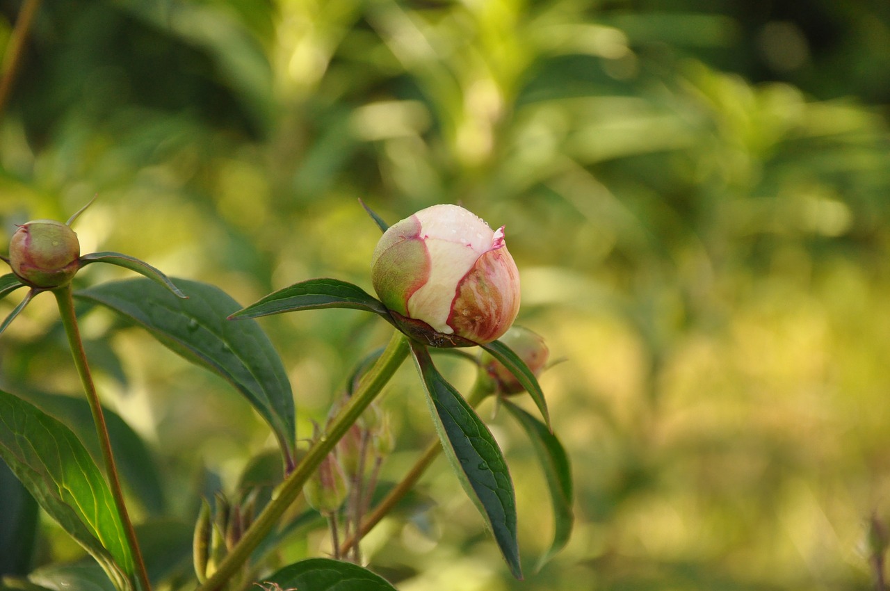 bud  peony  flower free photo