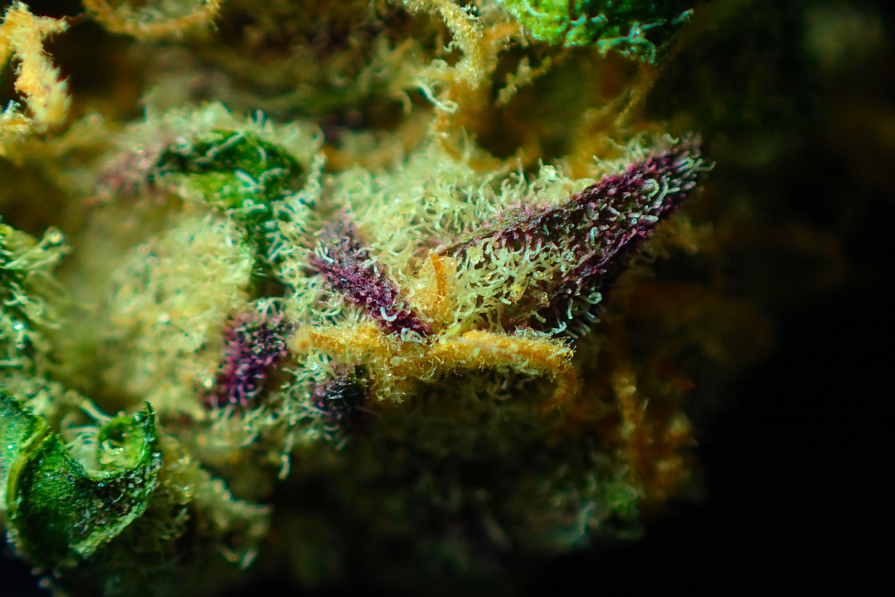 bud  cannabis  close up free photo