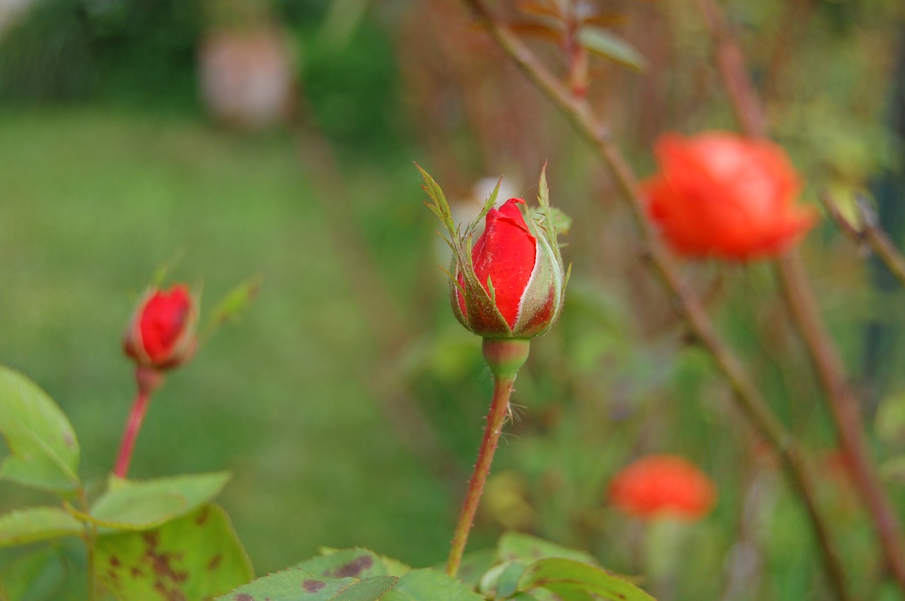 bud  pink  button free photo