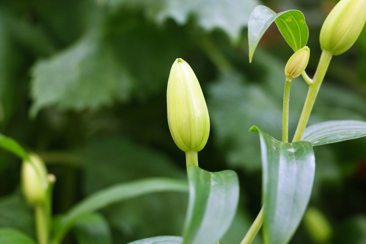 bud  flora  fauna free photo