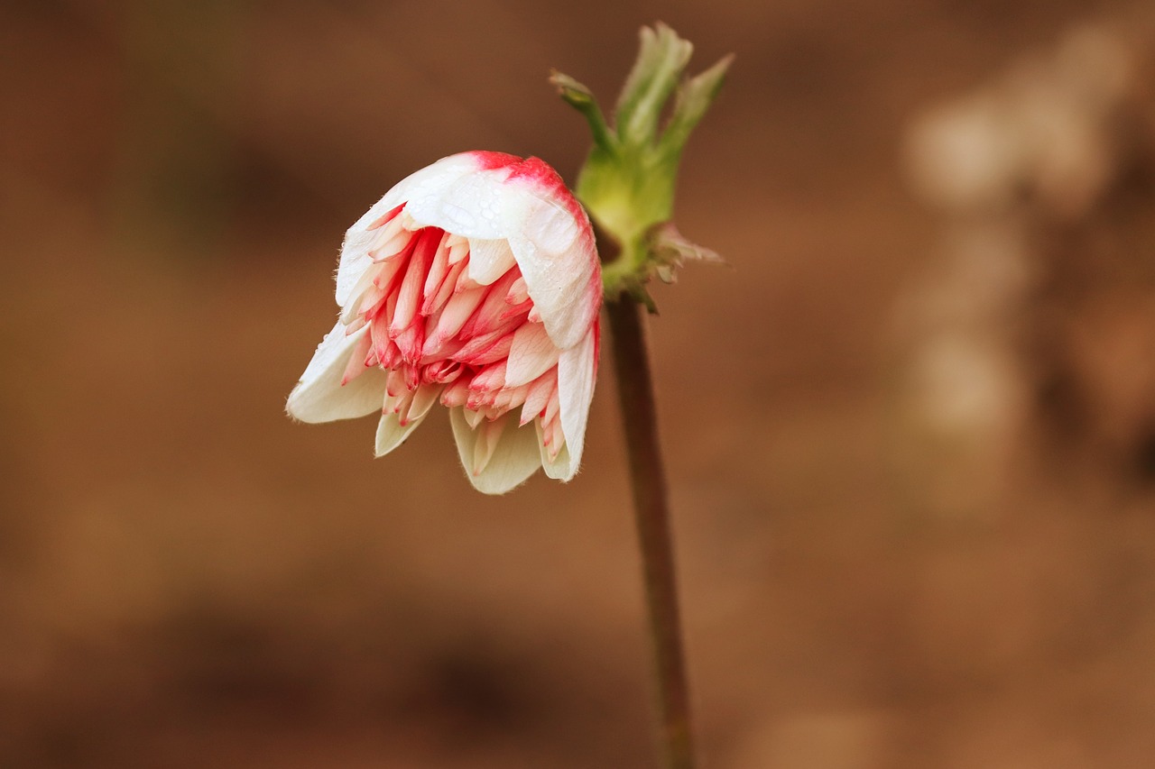 bud  blossom  bloom free photo