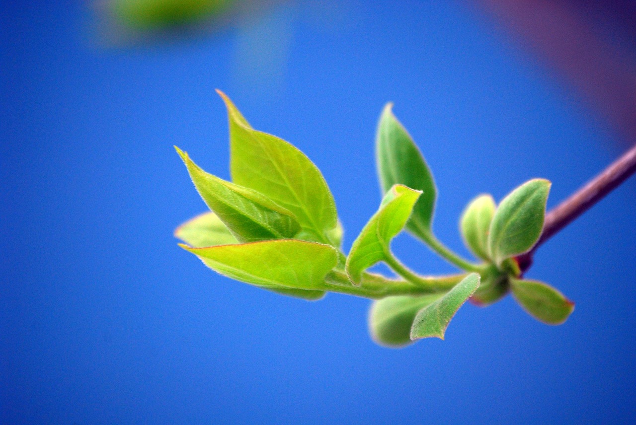 bud  blue  green free photo