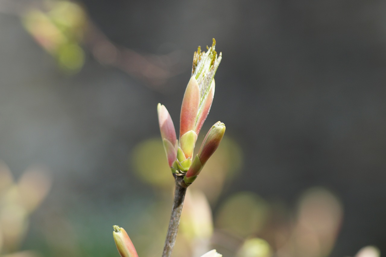 bud  spring  flower free photo