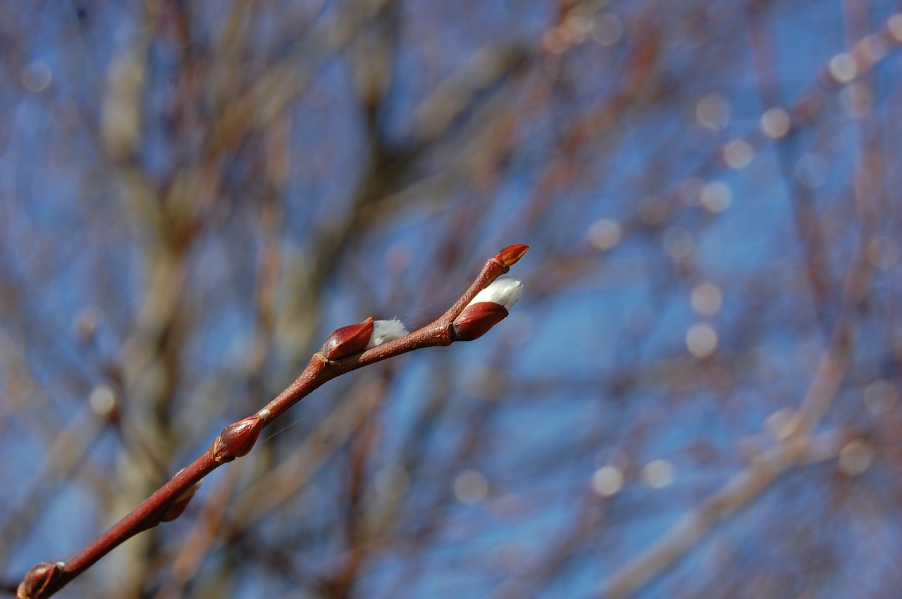 bud  spring  tree free photo