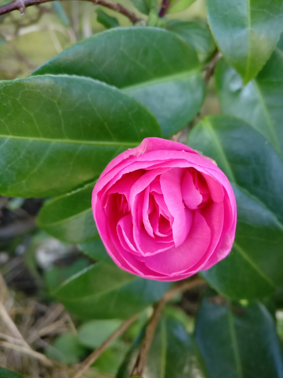 bud  camila  flower free photo