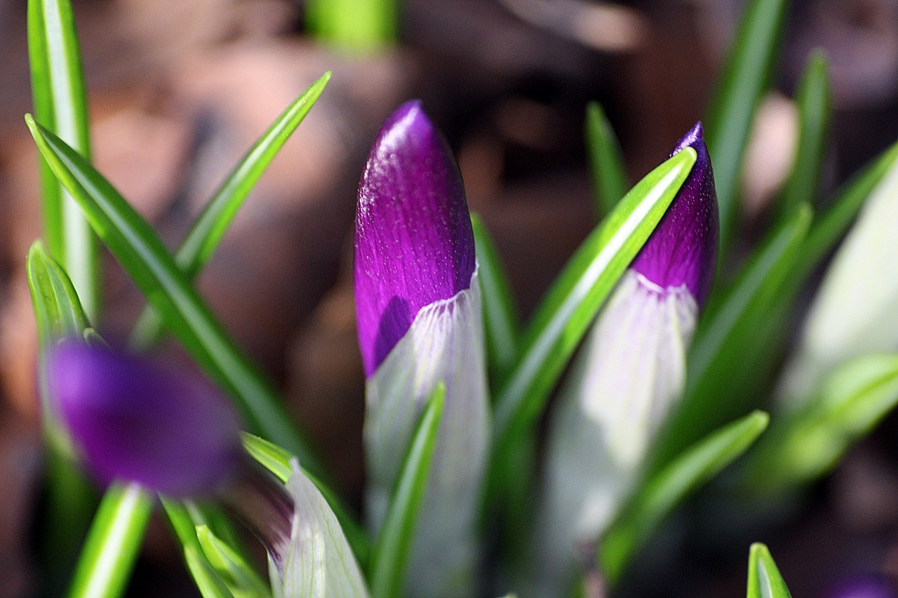 bud  crocus  spring free photo