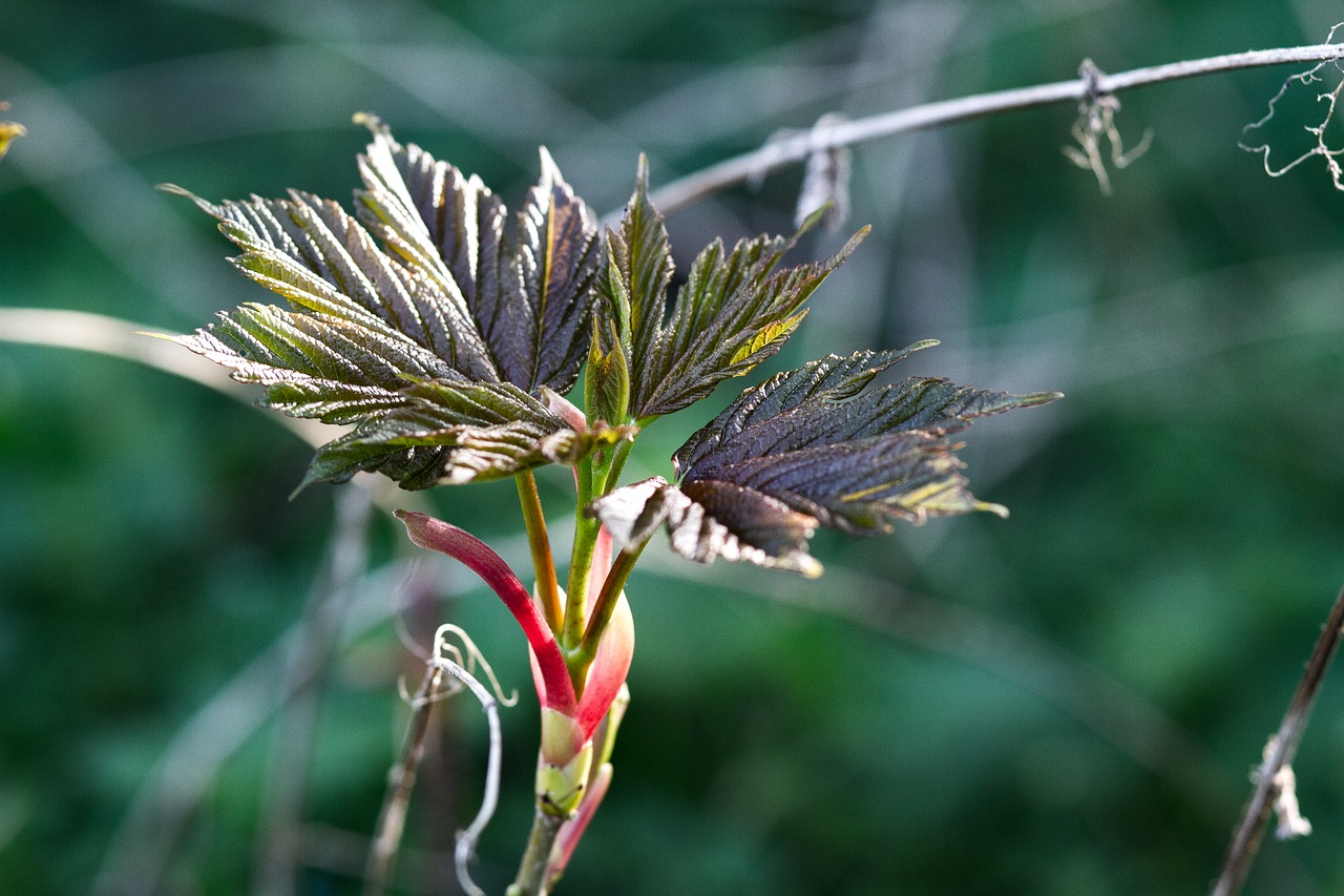 bud  leaves  birth free photo