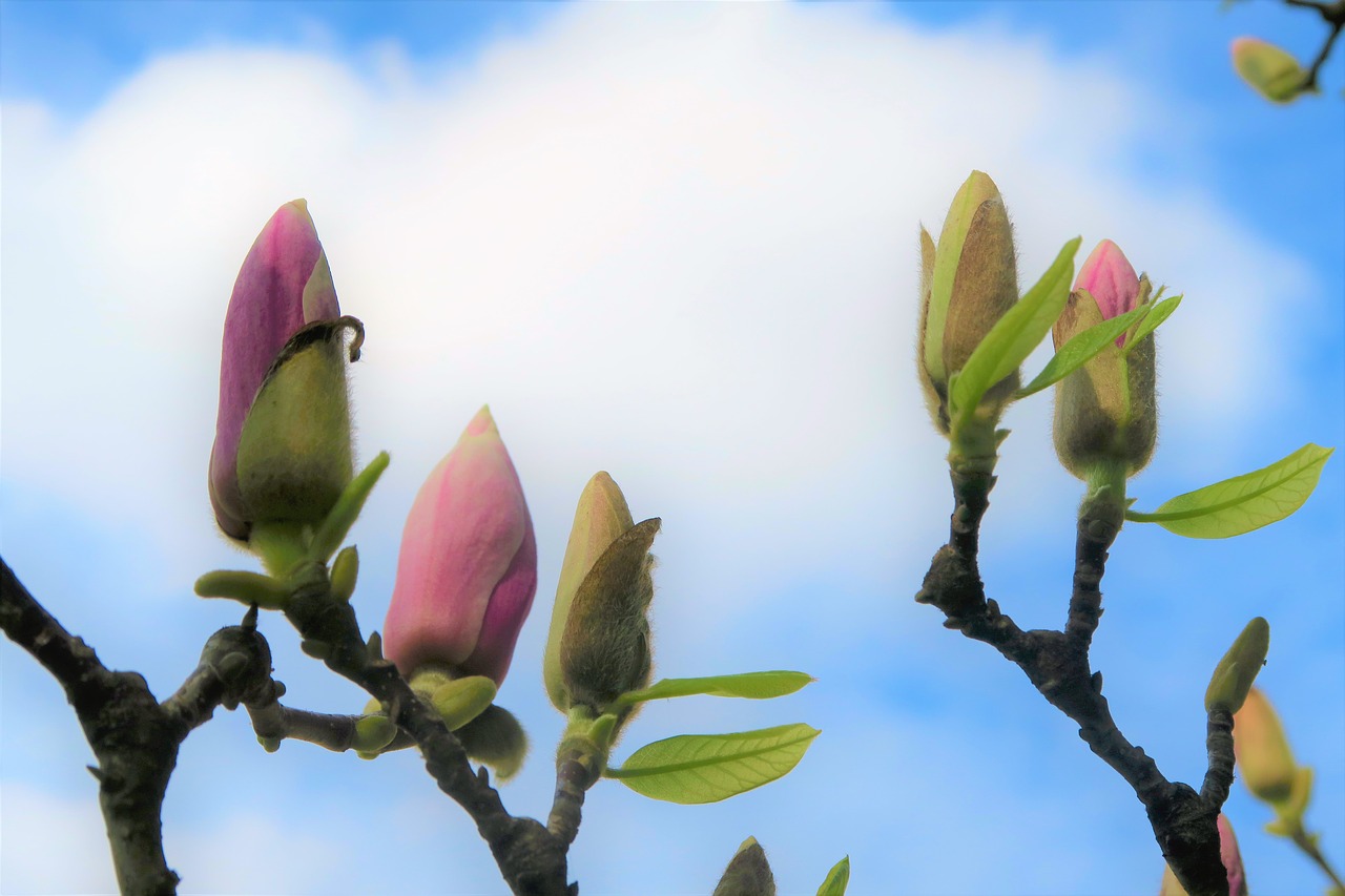 bud  flower  spring free photo