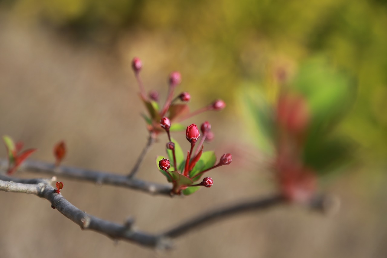 bud  buds  flowers free photo