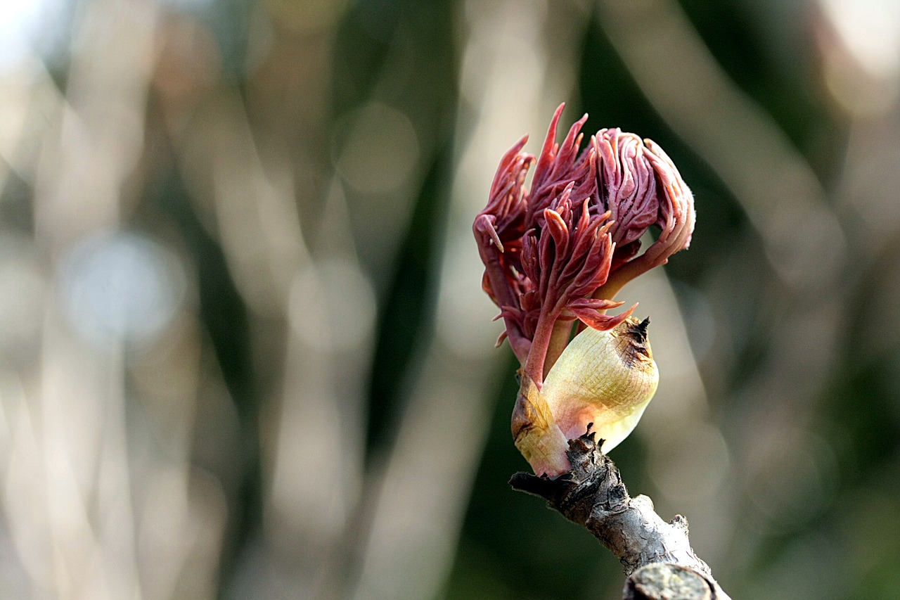 bud  spring  blossom free photo