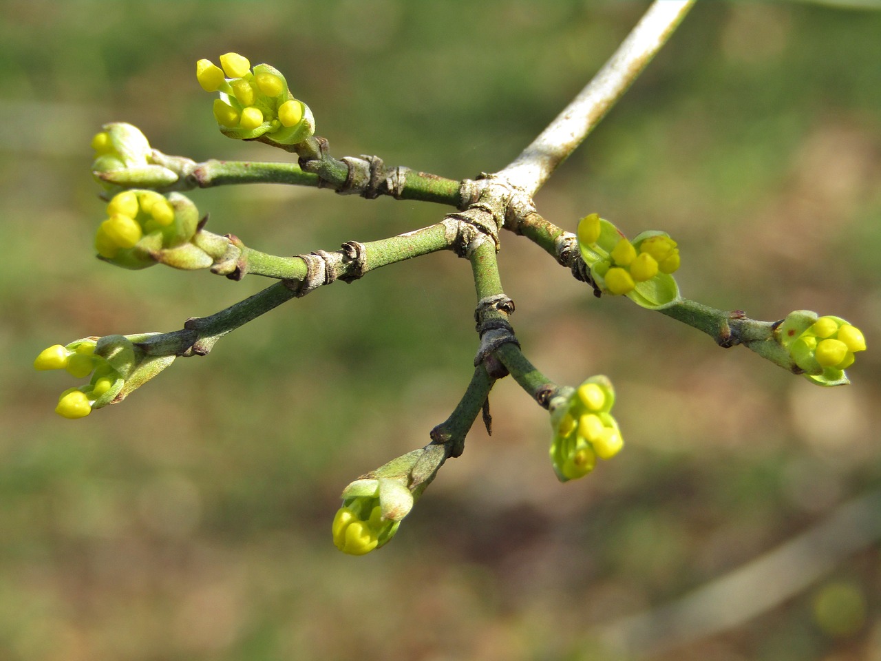 bud  bush  spring free photo