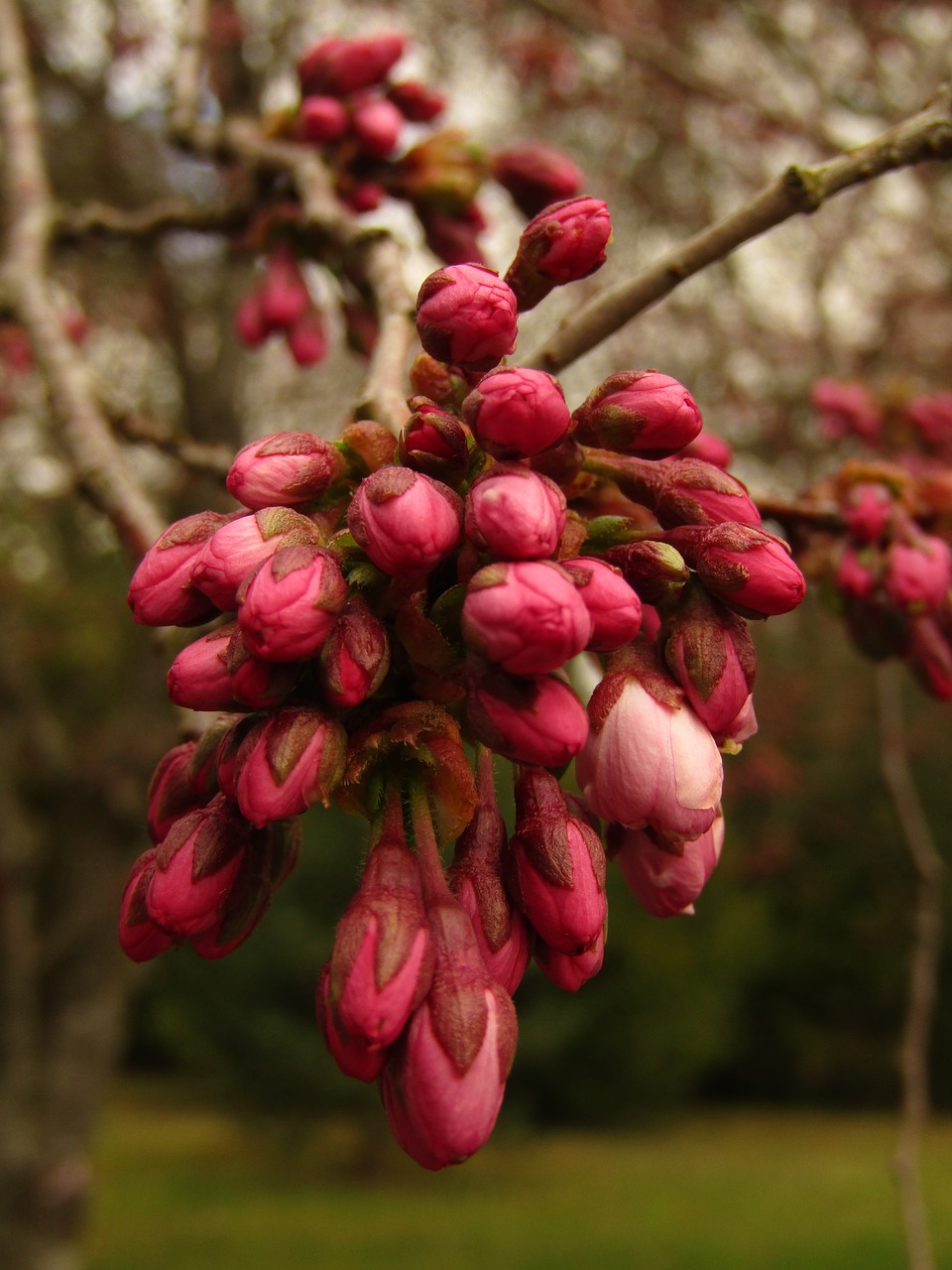 bud  japan  cherry free photo