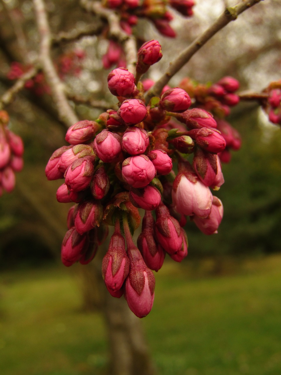 bud  japan  cherry free photo