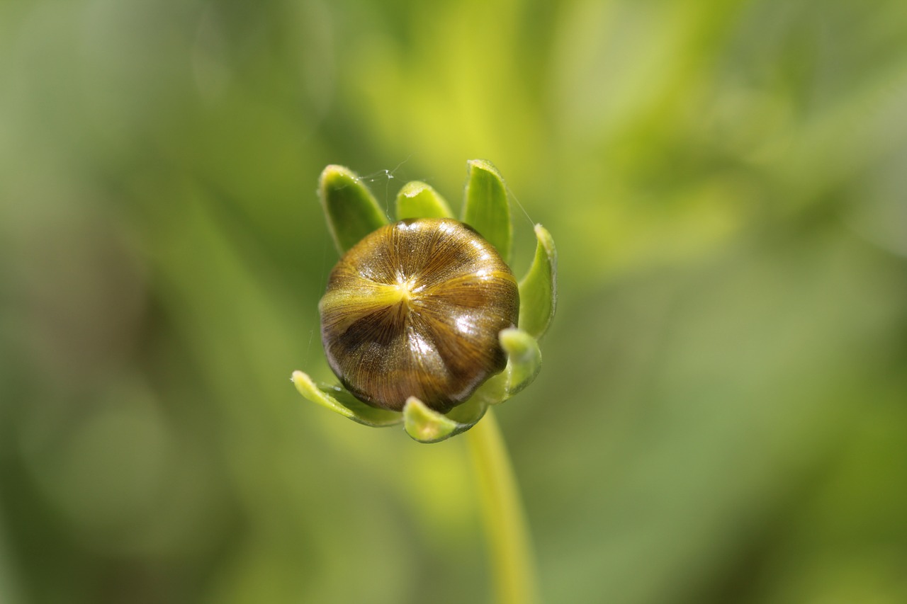 bud  flower  plant free photo