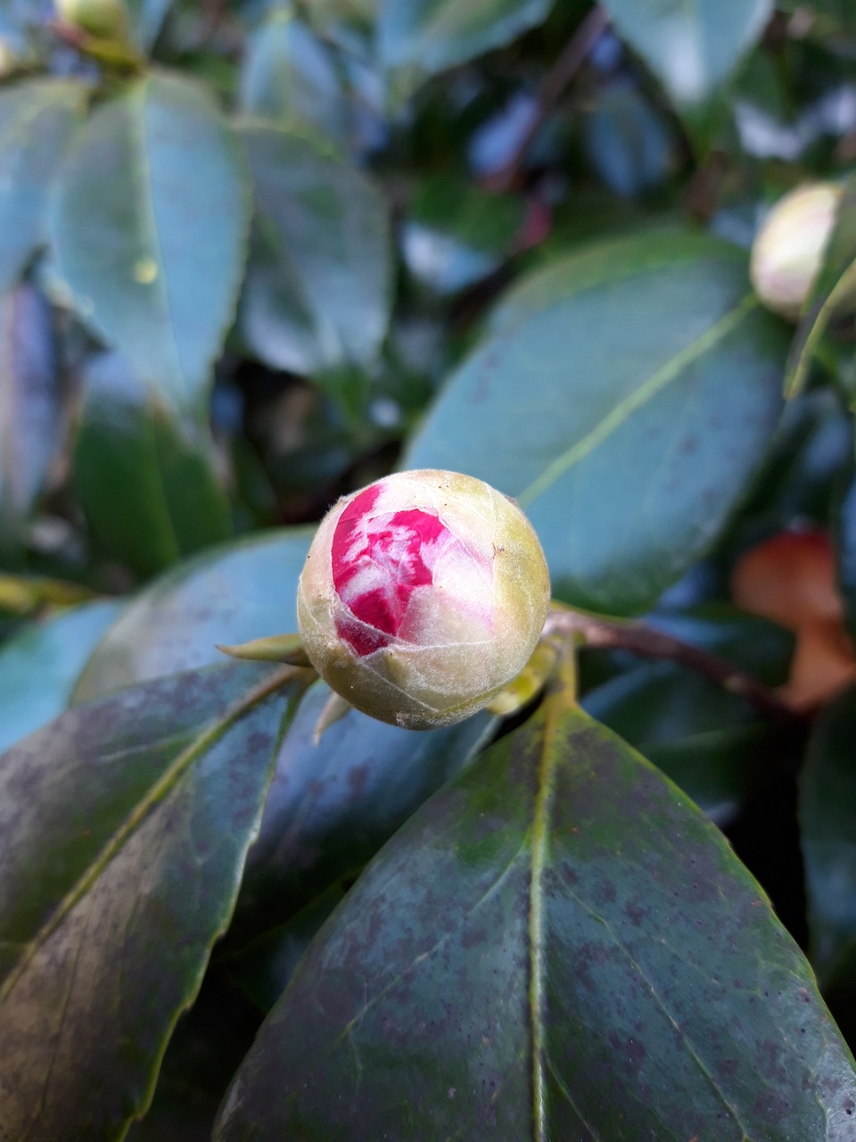 bud  spring  leaf free photo