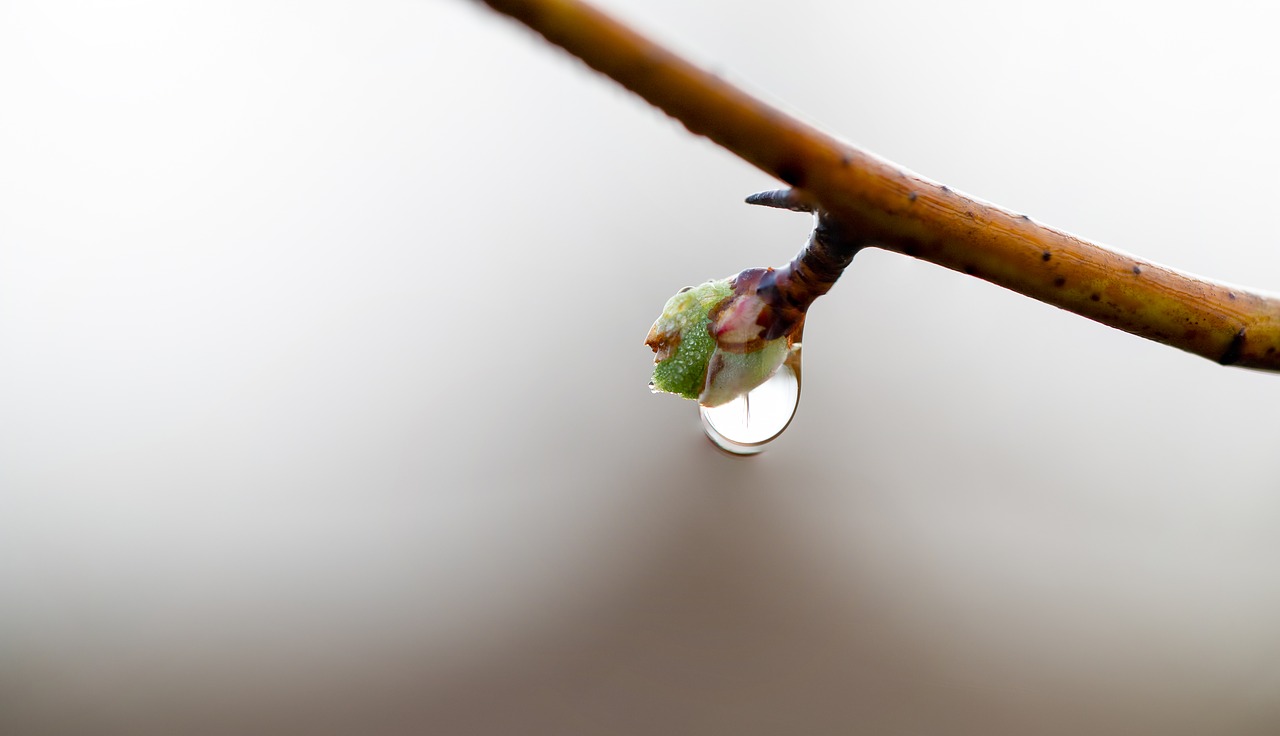 bud  drip  drop of water free photo