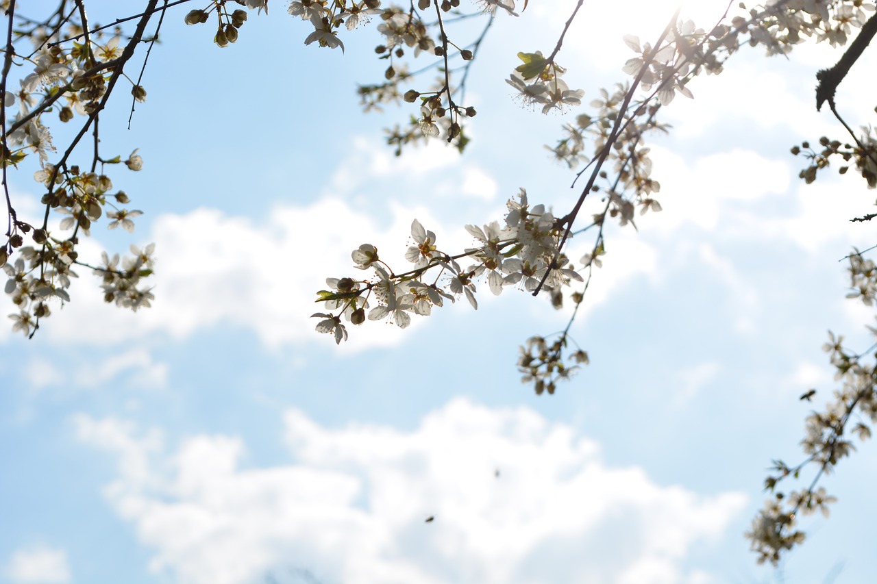 bud  spring  bloom free photo