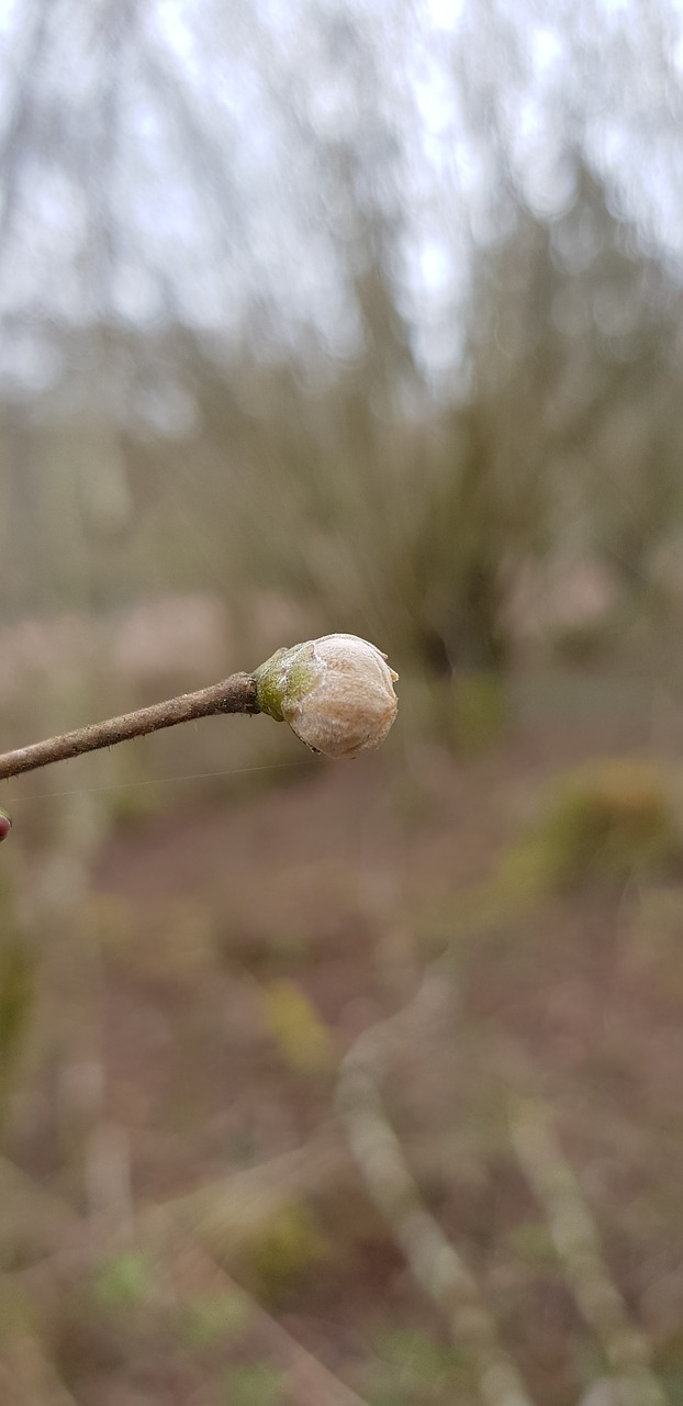 bud  pink  spring free photo