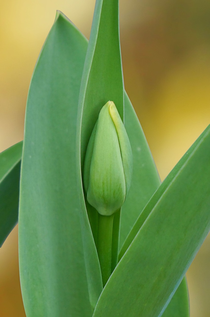 bud  flower  tulip free photo