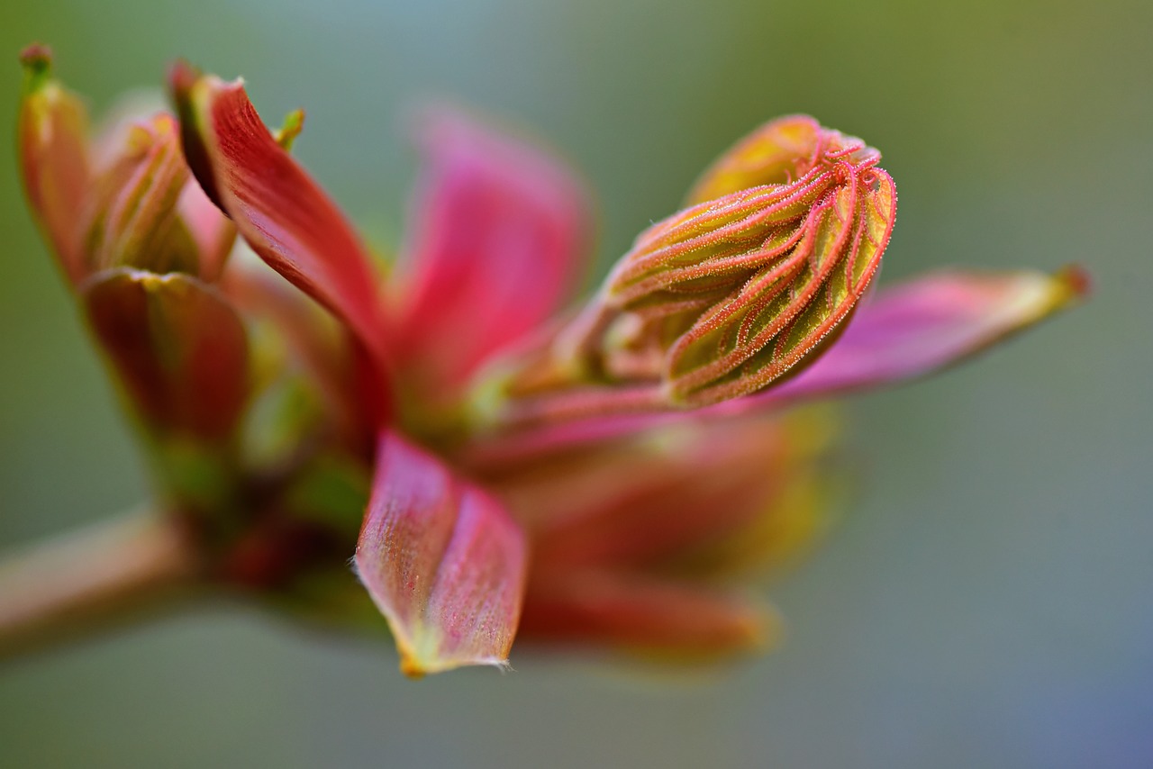 bud  flower  shrub free photo