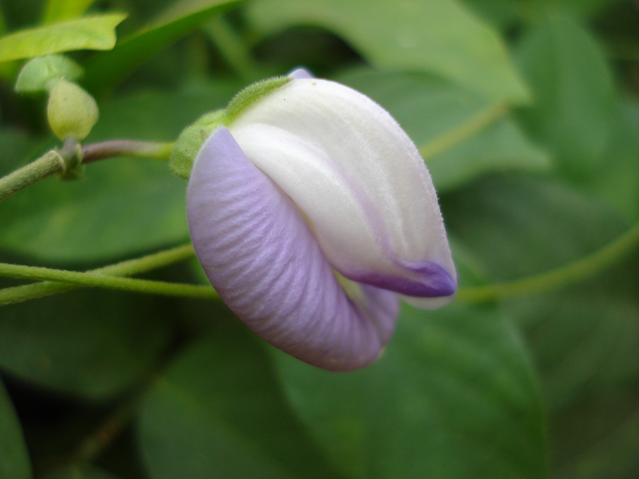 bud  flower  bloom free photo