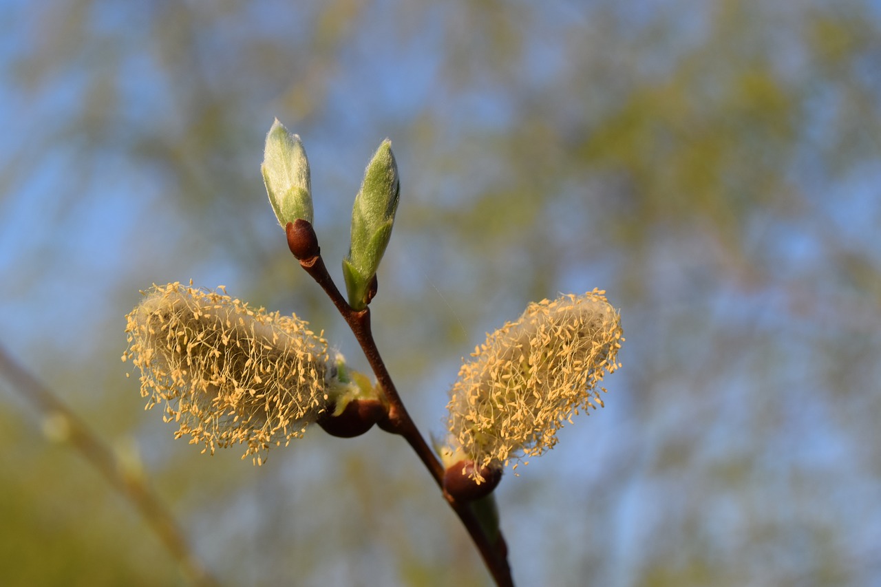 bud  tree  flower free photo