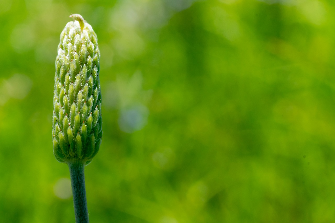 bud  texas  outdoor free photo