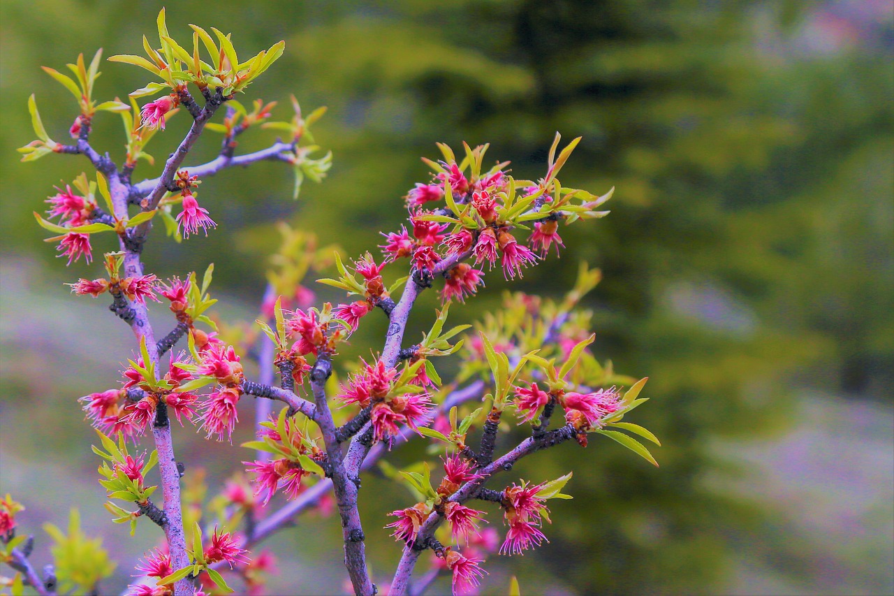 bud  flower  spring free photo